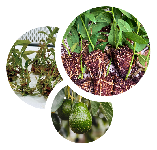 variedades comerciales biomatec